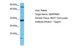 Serpin A9/Centerin Antibody, Novus Biologicals 100 &mu;L; Unconjugated:Antibodies,